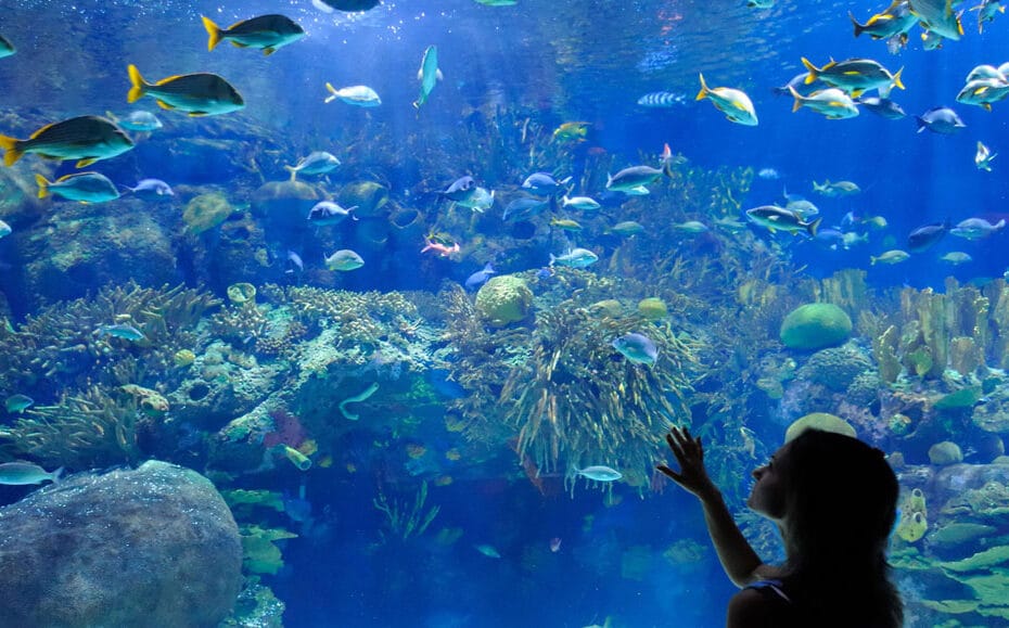 Acquario di Cattolica