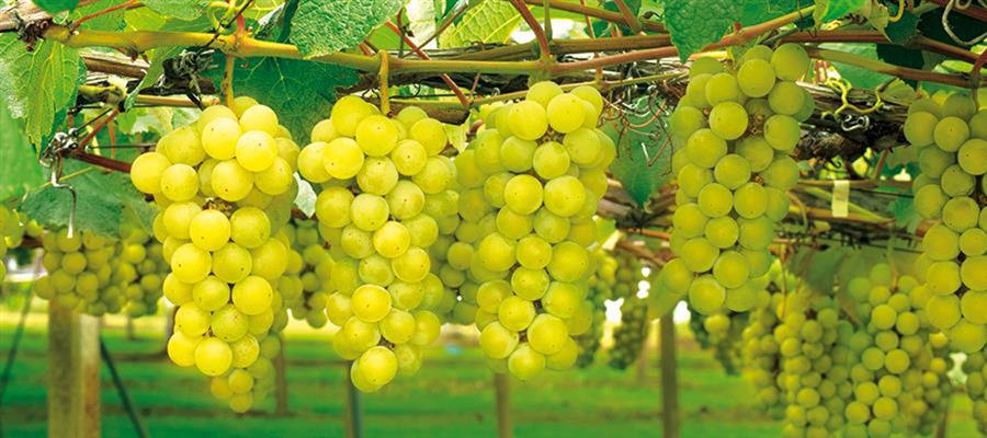 MACFRUT 2026 Rimini